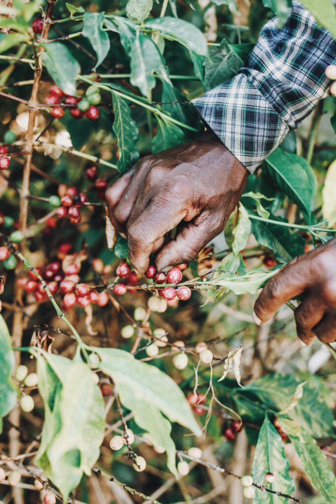 Close-up of hands picking ripe coffee berries on a farm plant outdoors.